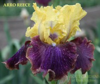 /album/a11/arro-reece-tom-burseen-2013-jpg/
